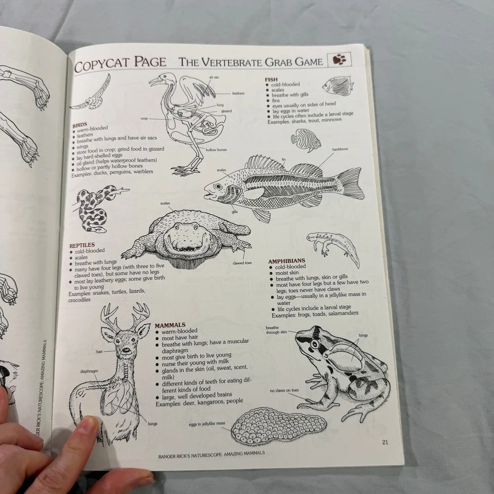 Vintage Ranger Rick Naturescope Amazing Mammals Part I Activity Book Vol 2 No 3